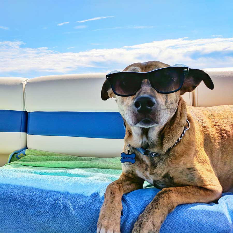 summer party dog with sunglasses ready to play by the water