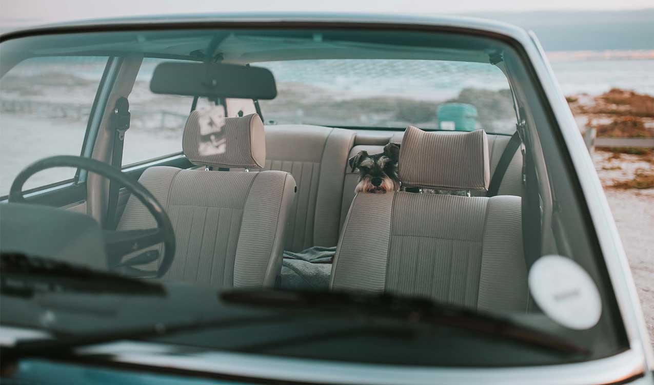 shaggy-dog-inside-a-semi-cluttered-car | The Personal Helpers